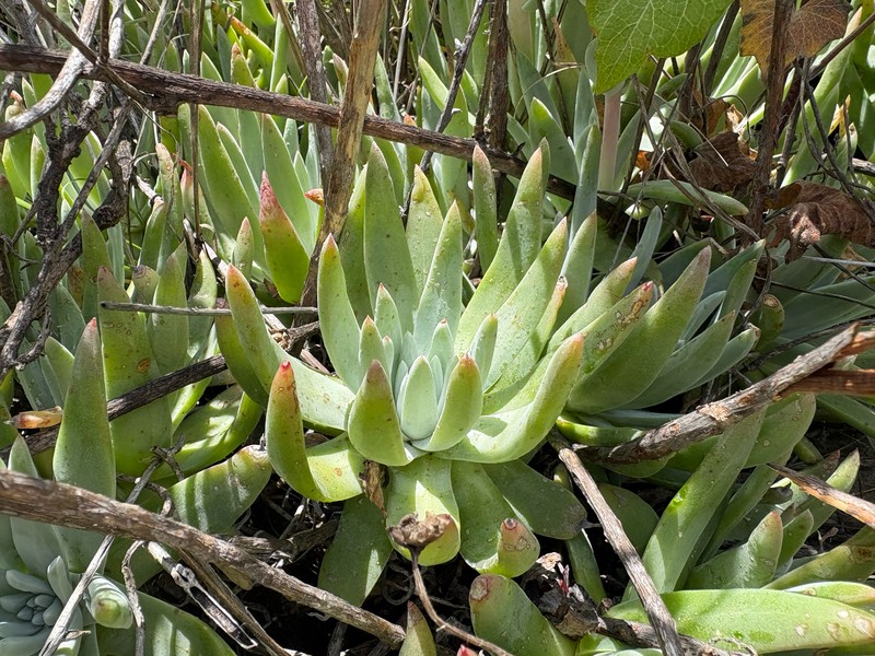 Dudleya virens subsp. virens photo 3