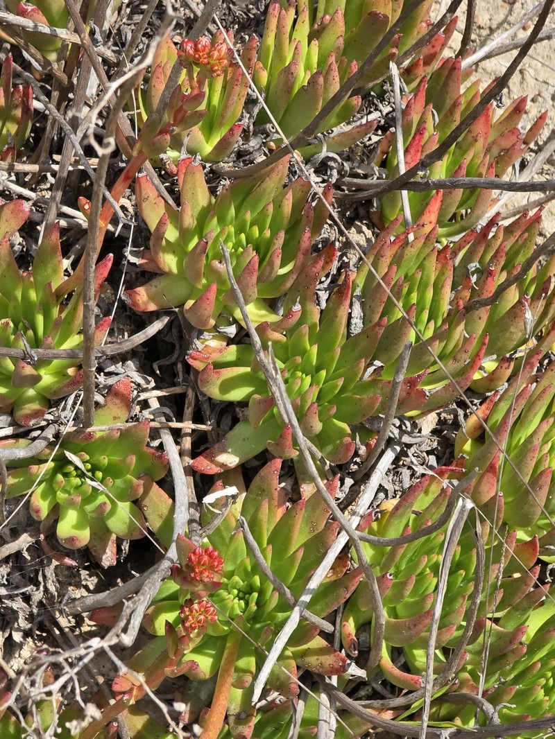 Dudleya virens subsp. virens photo 4