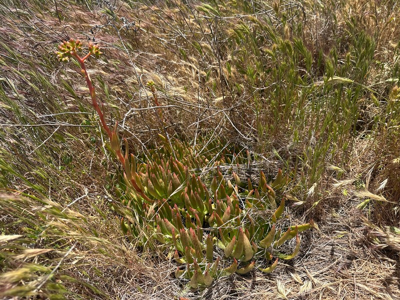 Dudleya virens subsp. virens photo 5