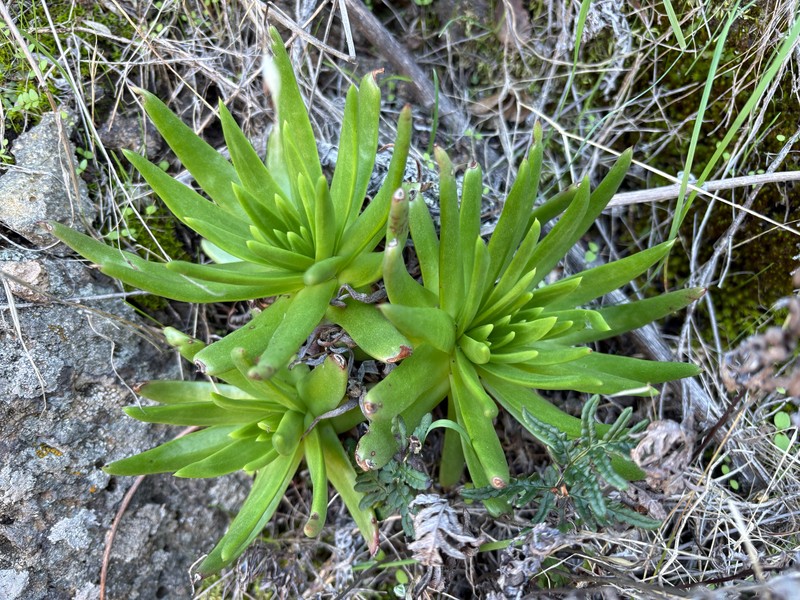 Dudleya virens subsp. virens photo 6