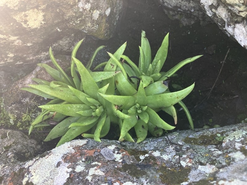 Dudleya virens subsp. virens photo 7