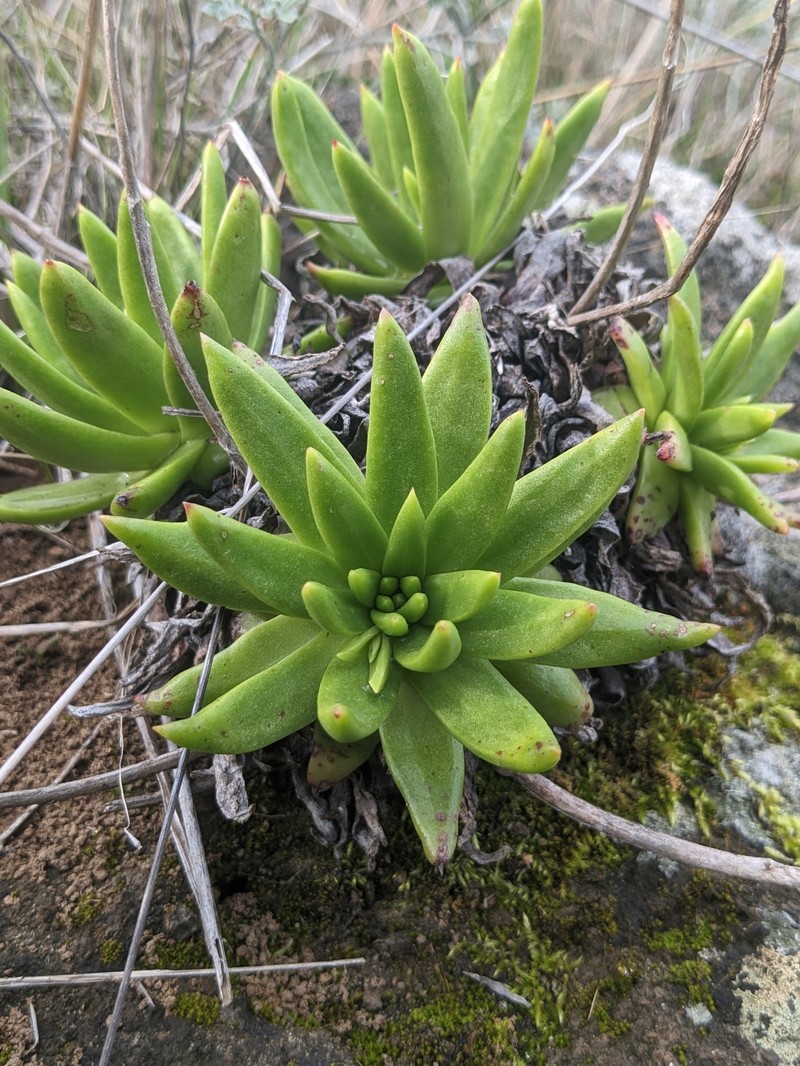 Dudleya virens subsp. virens photo 8