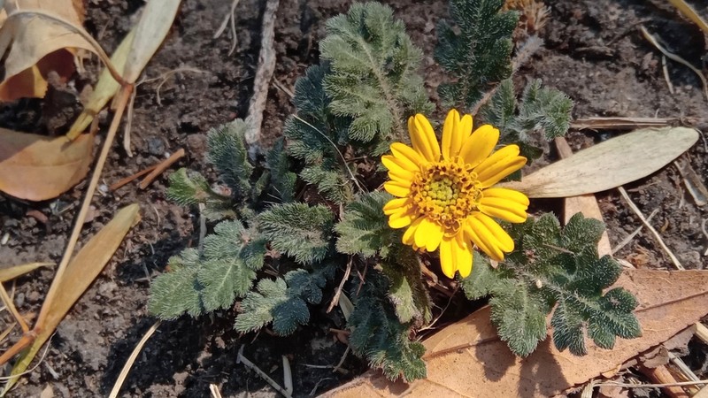 Dugesia mexicana