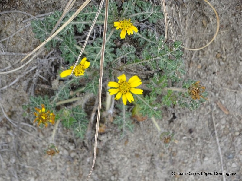 Dugesia mexicana photo 2