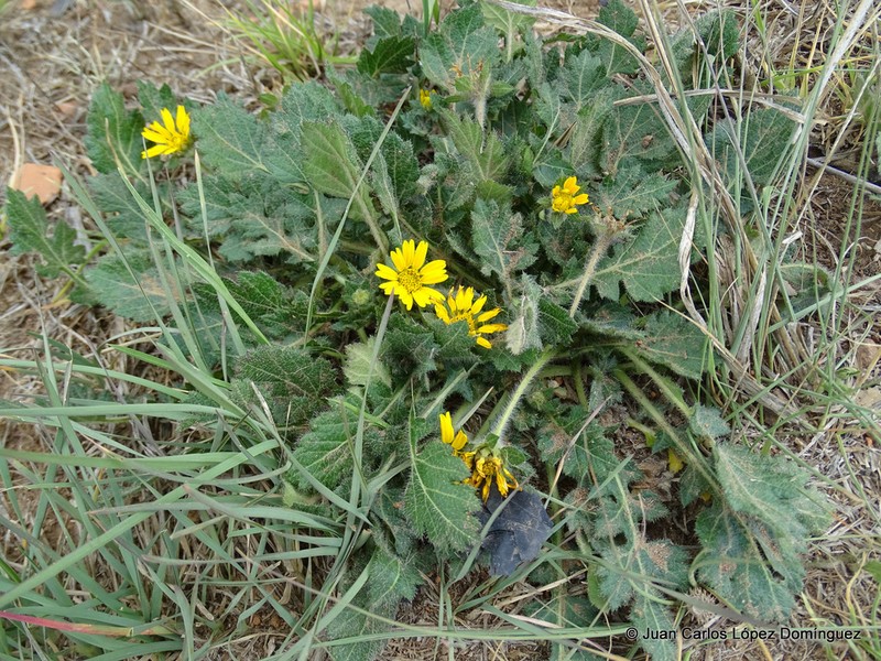Dugesia mexicana photo 3