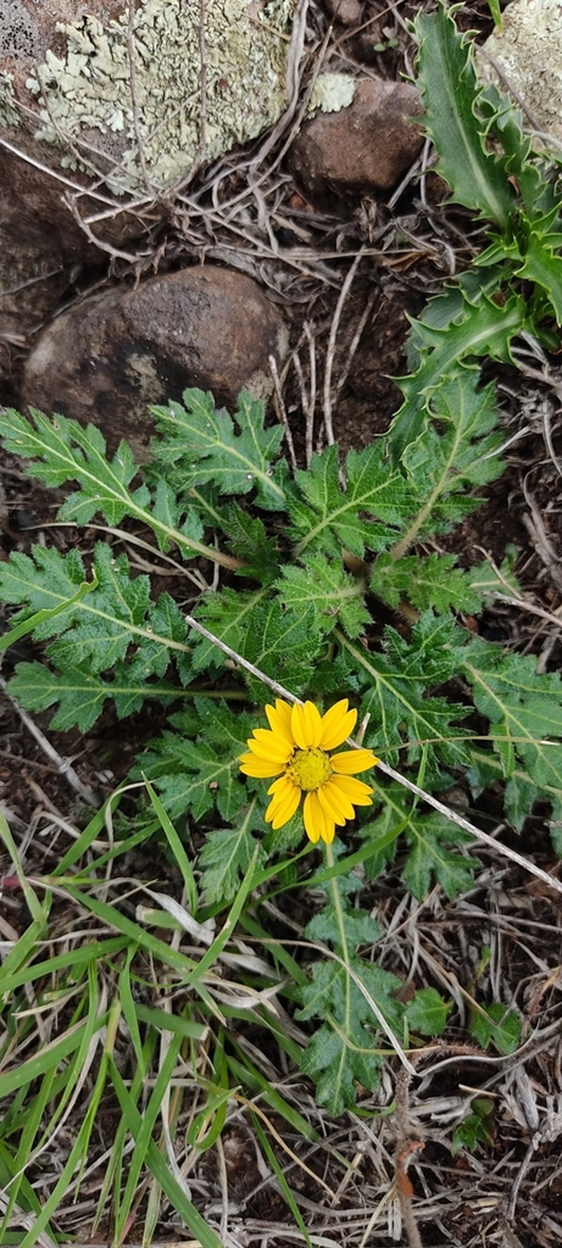 Dugesia mexicana photo 5