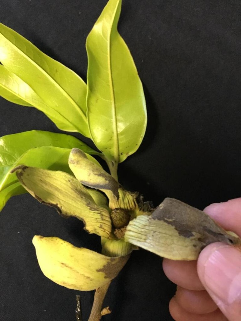 Duguetia rolimii