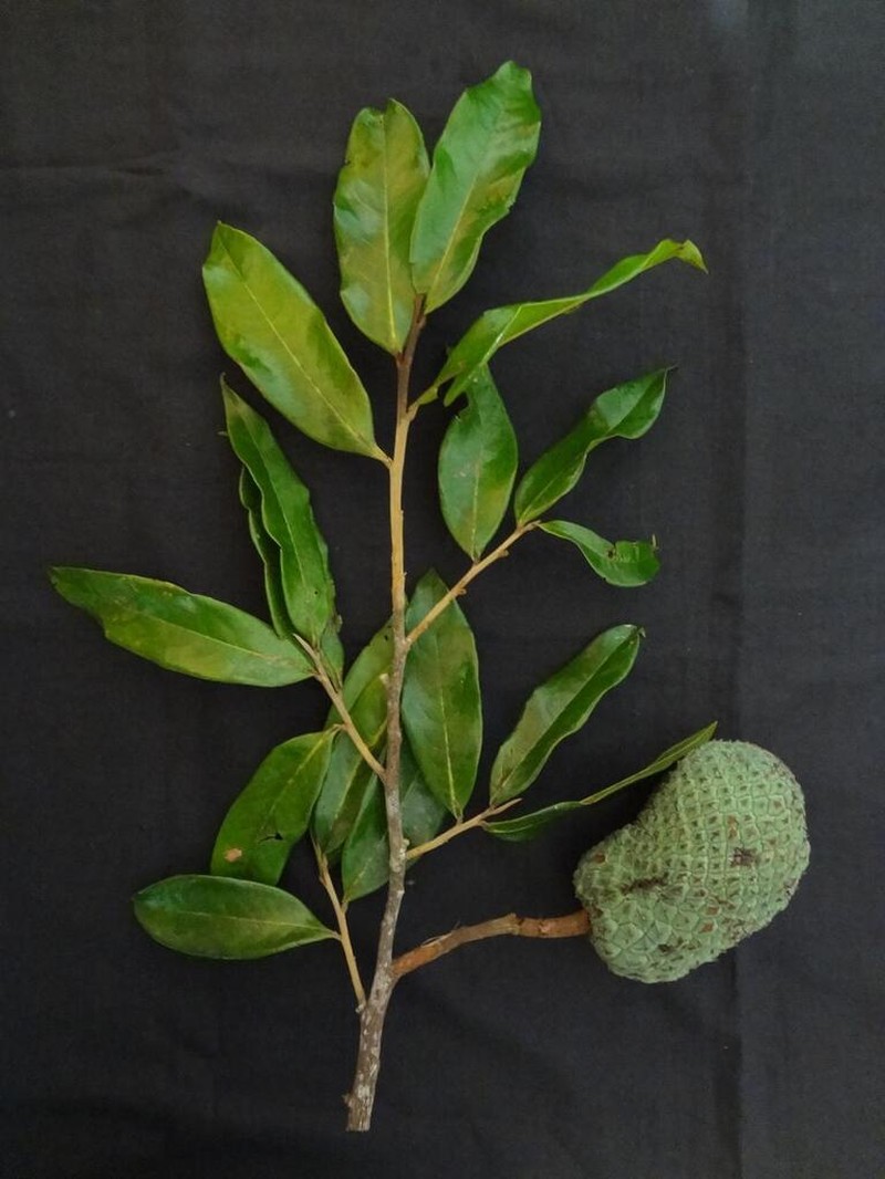Duguetia rolimii photo 2