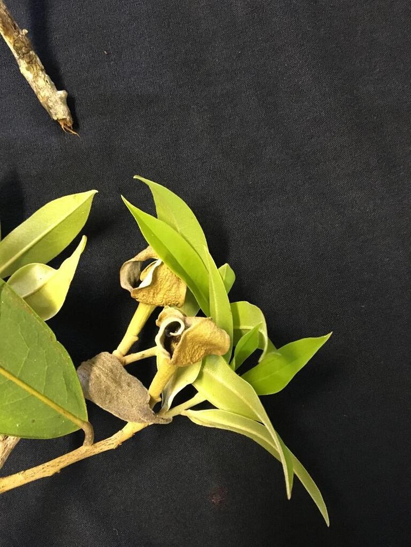 Duguetia rolimii photo 3