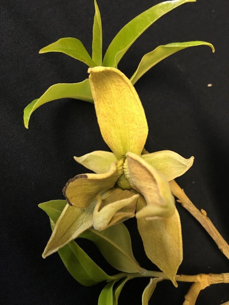 Duguetia rolimii photo 5