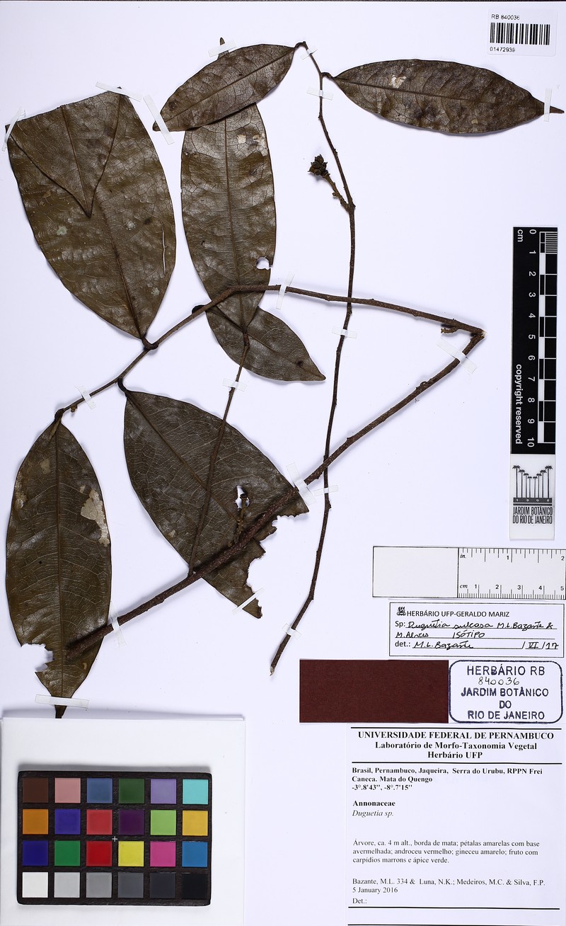 Duguetia sulcosa