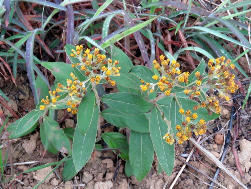 Duhaldea cappa