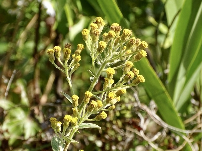 Duhaldea cappa photo 4