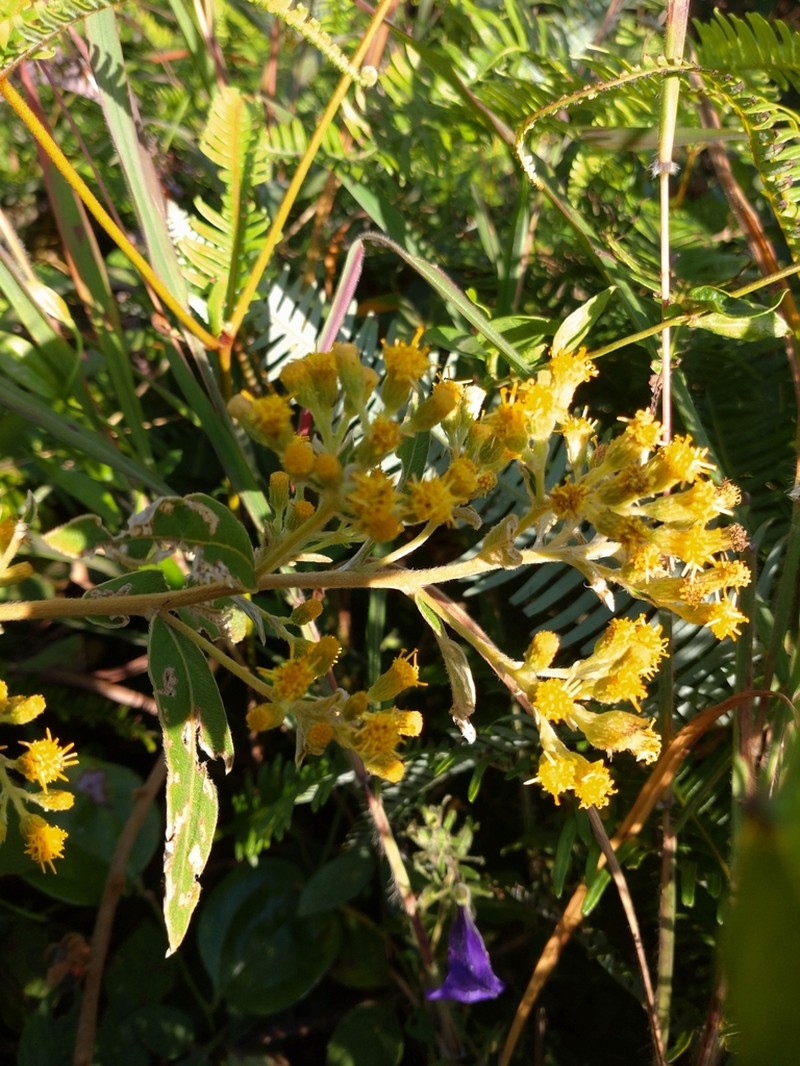Duhaldea cappa photo 6