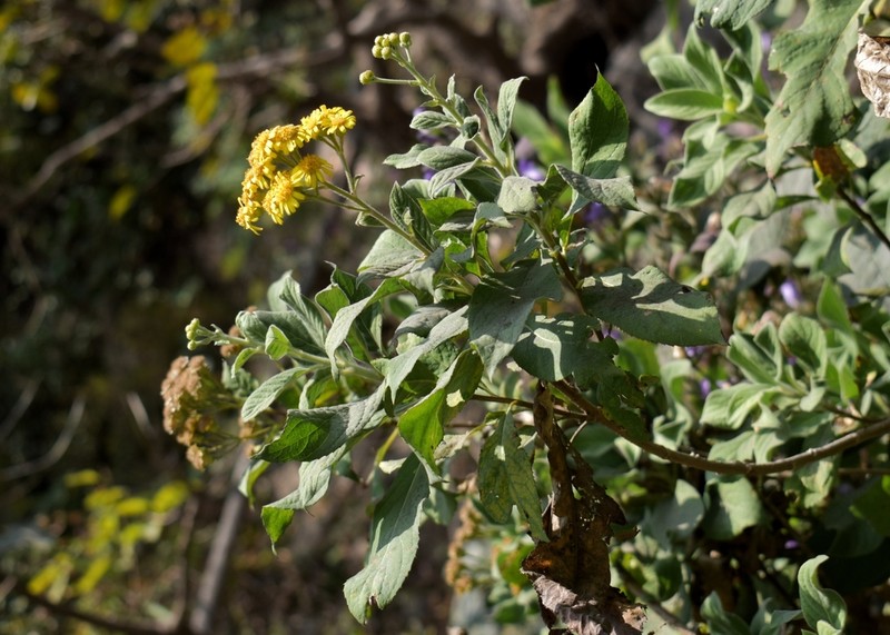 Duhaldea cuspidata photo 2