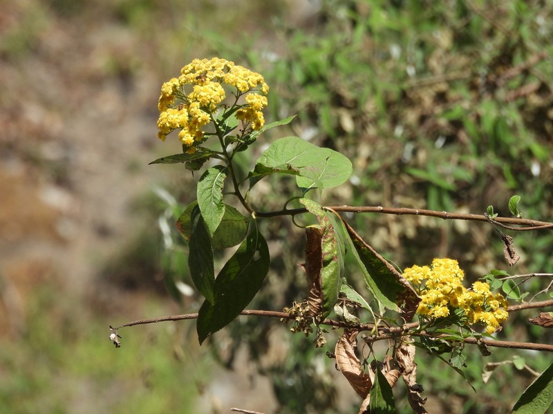 Duhaldea cuspidata photo 5