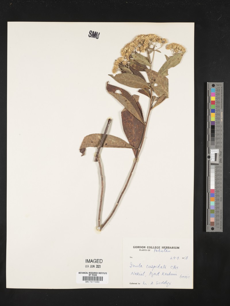 Duhaldea cuspidata photo 8