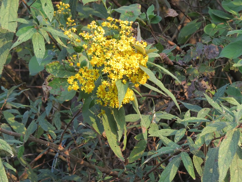 Duhaldea cuspidata