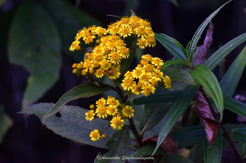 Duhaldea eupatorioides