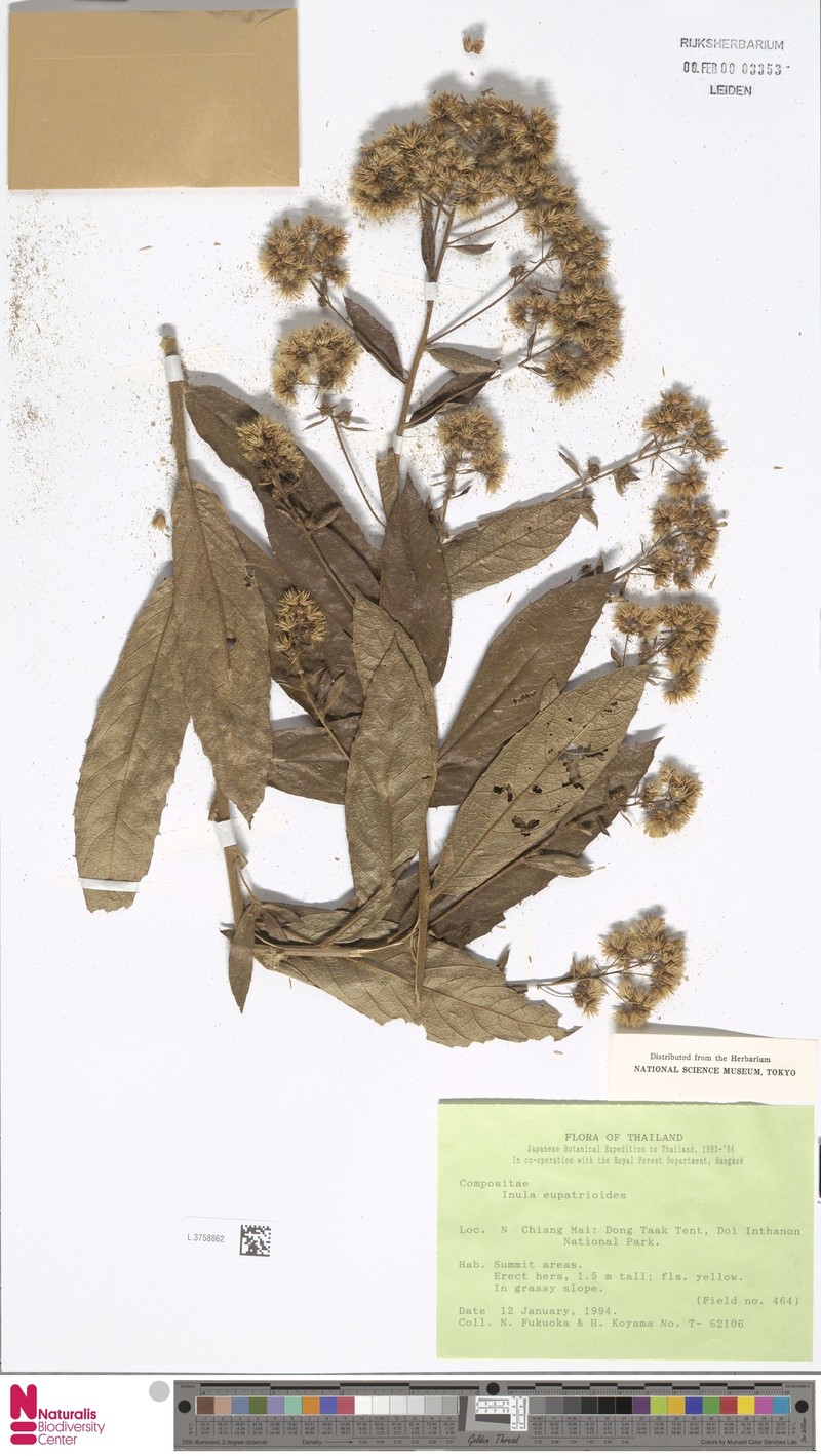Duhaldea eupatorioides photo 2