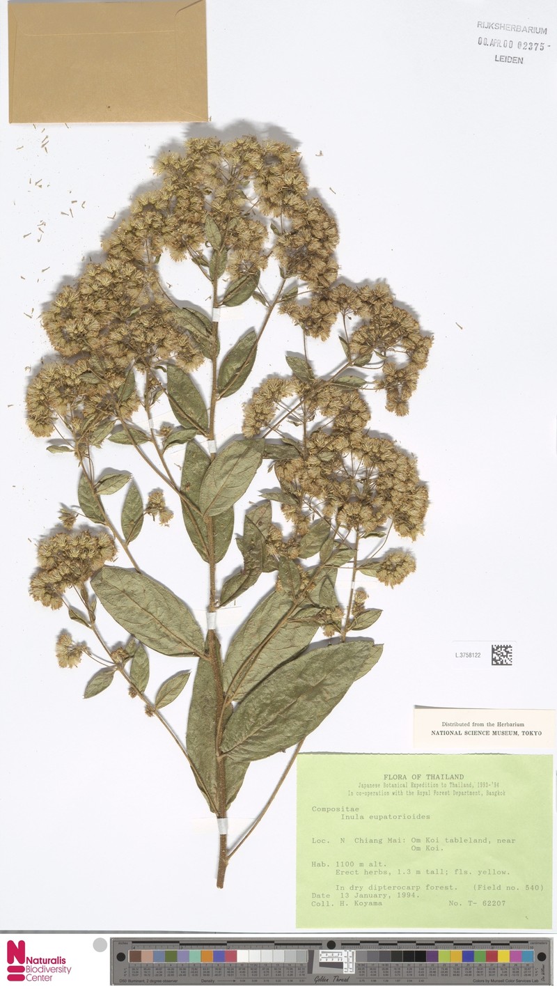 Duhaldea eupatorioides photo 3