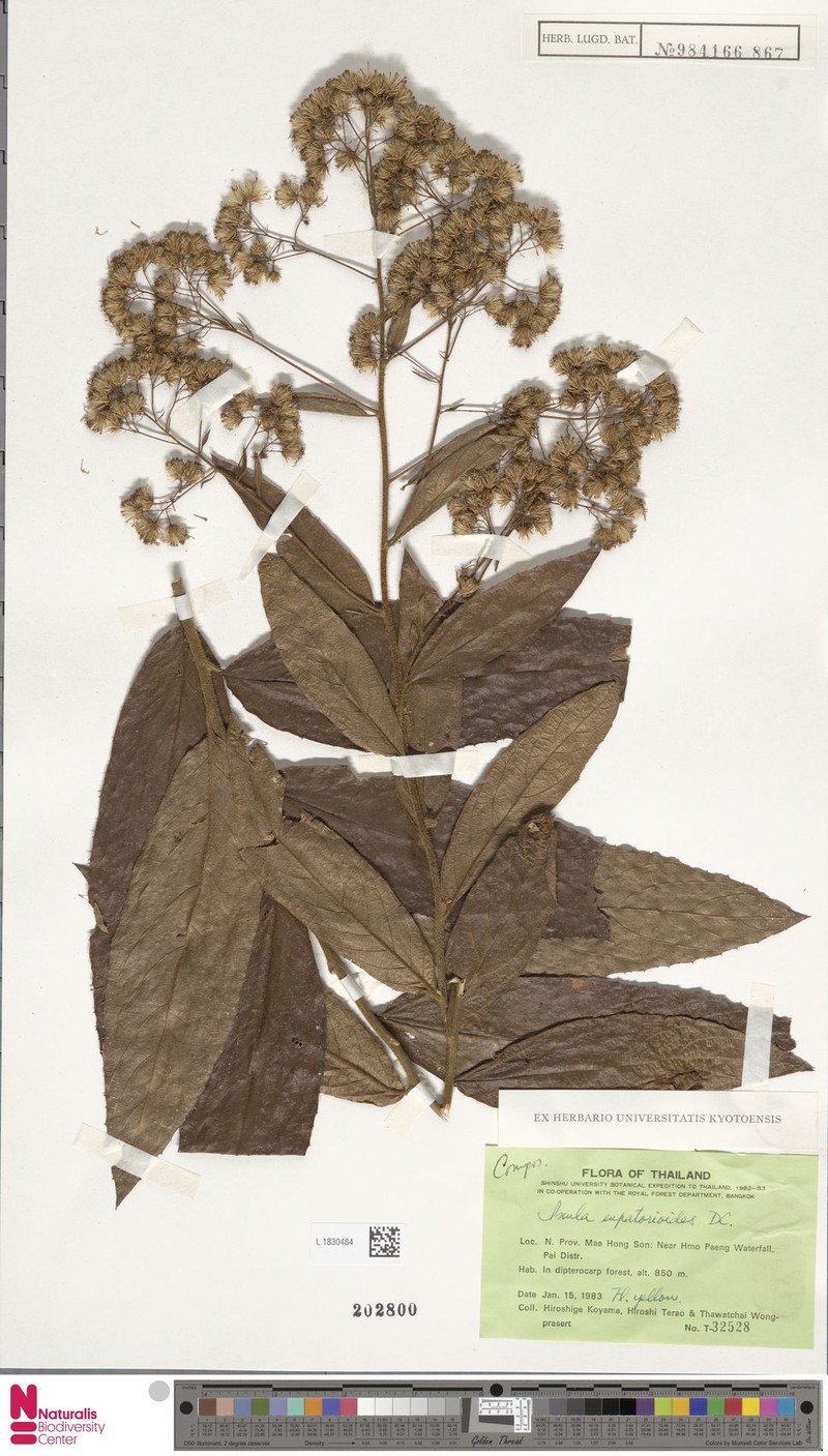 Duhaldea eupatorioides photo 4