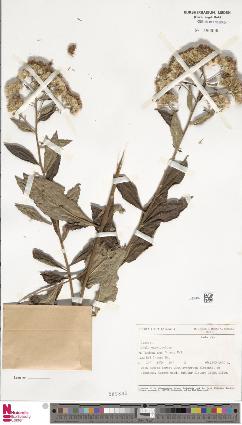 Duhaldea eupatorioides photo 5