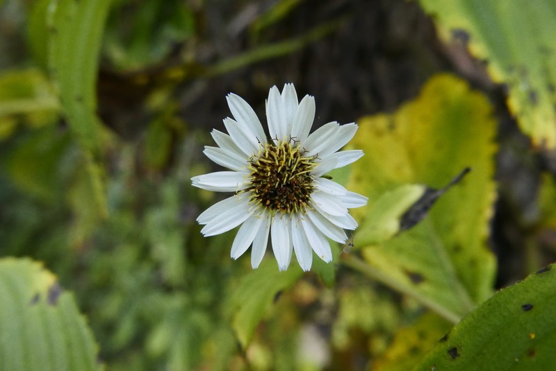 Duhaldea nervosa