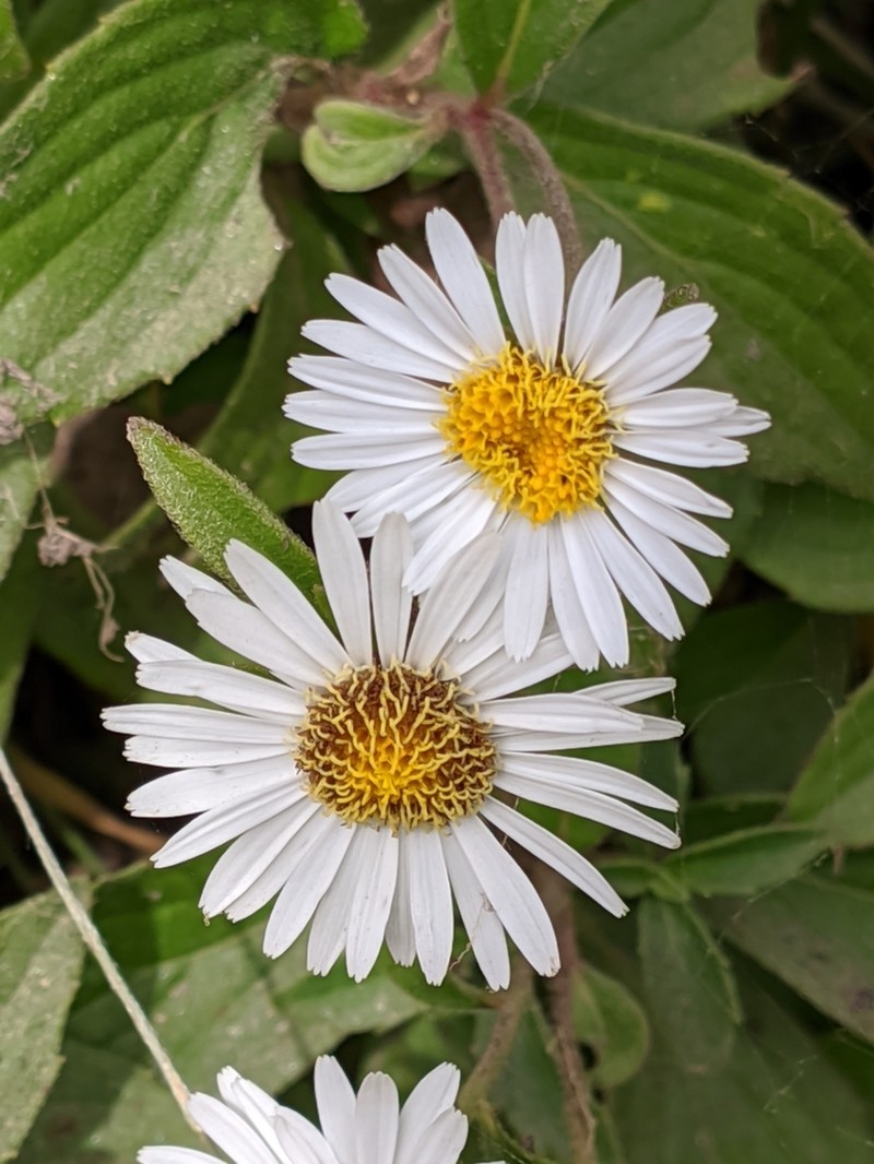 Duhaldea nervosa photo 2