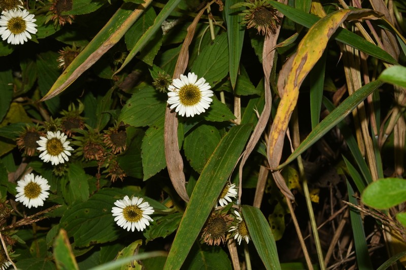 Duhaldea nervosa photo 3