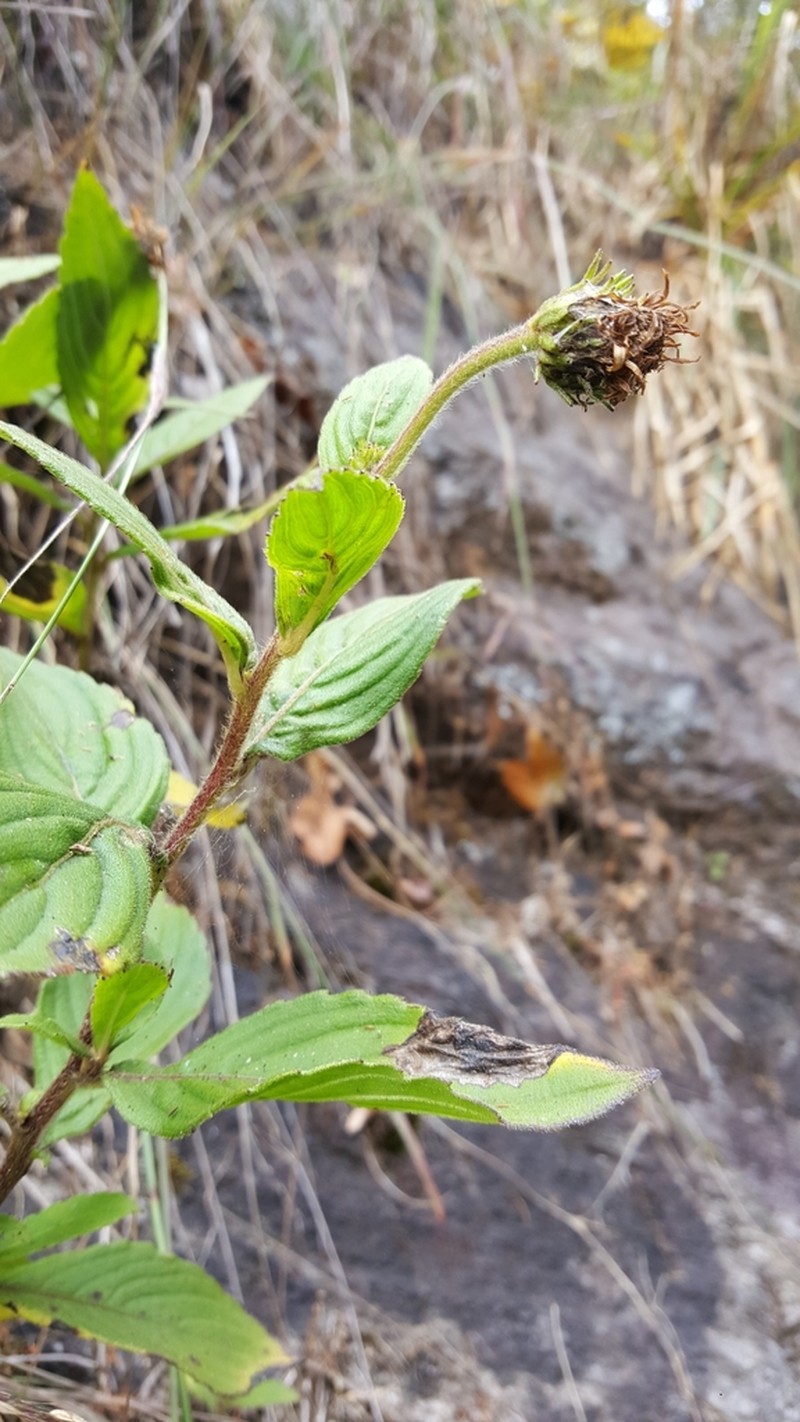 Duhaldea nervosa photo 5