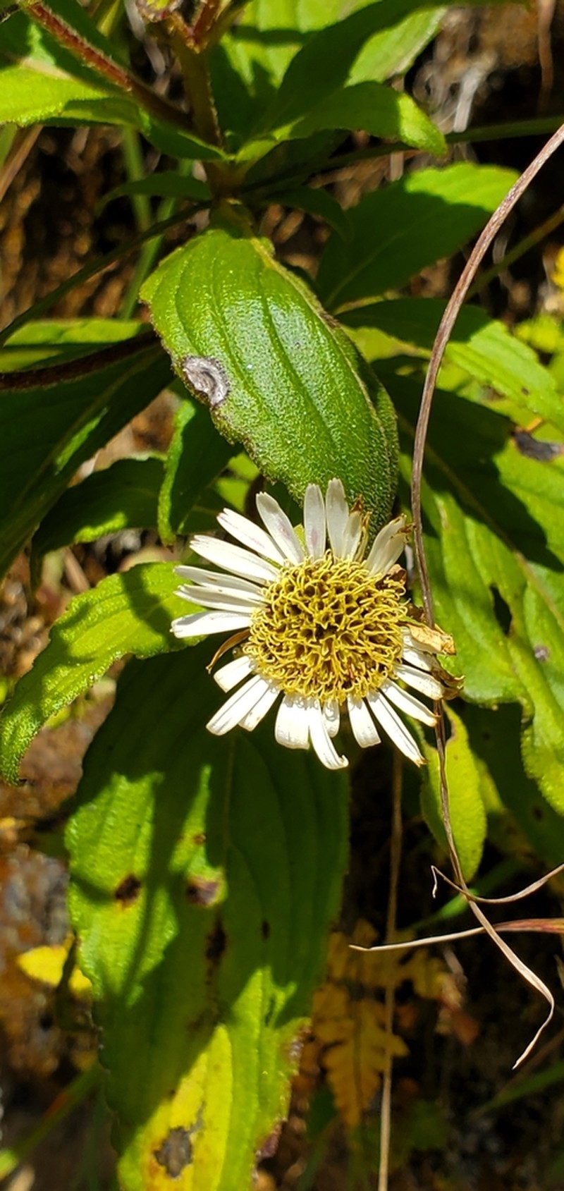 Duhaldea nervosa photo 6