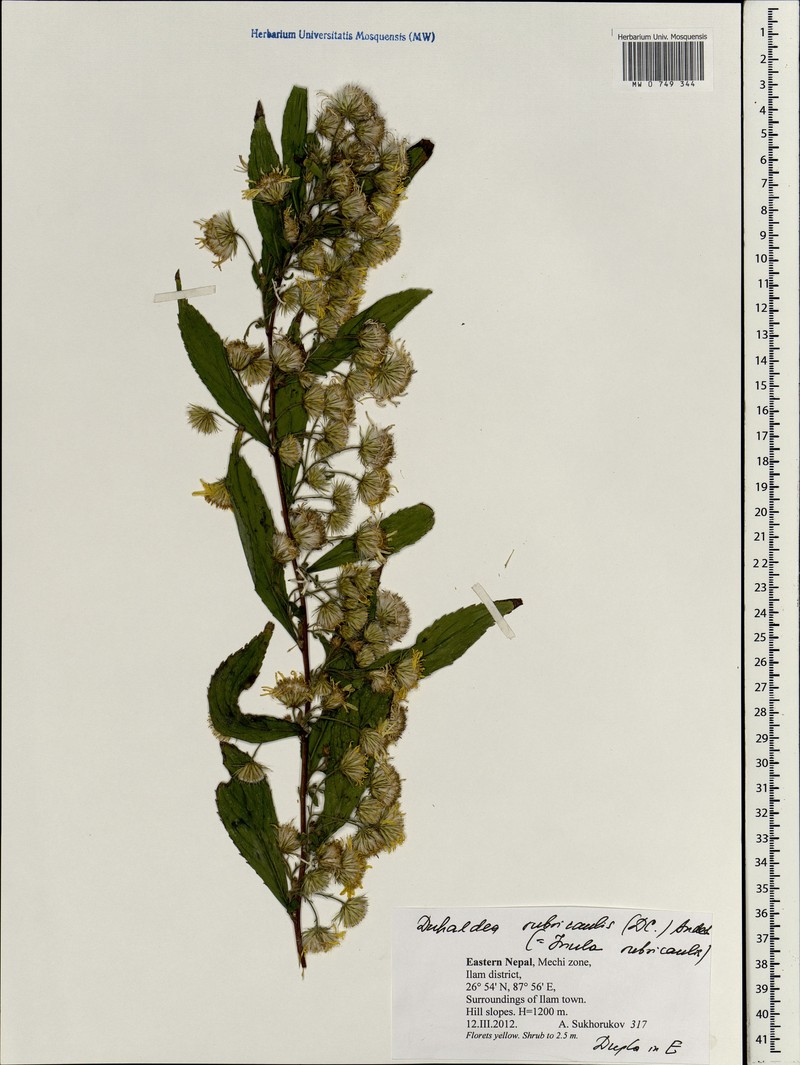 Duhaldea rubricaulis
