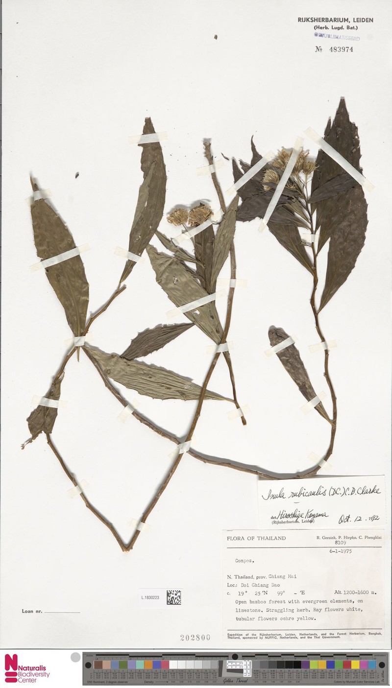 Duhaldea rubricaulis photo 2