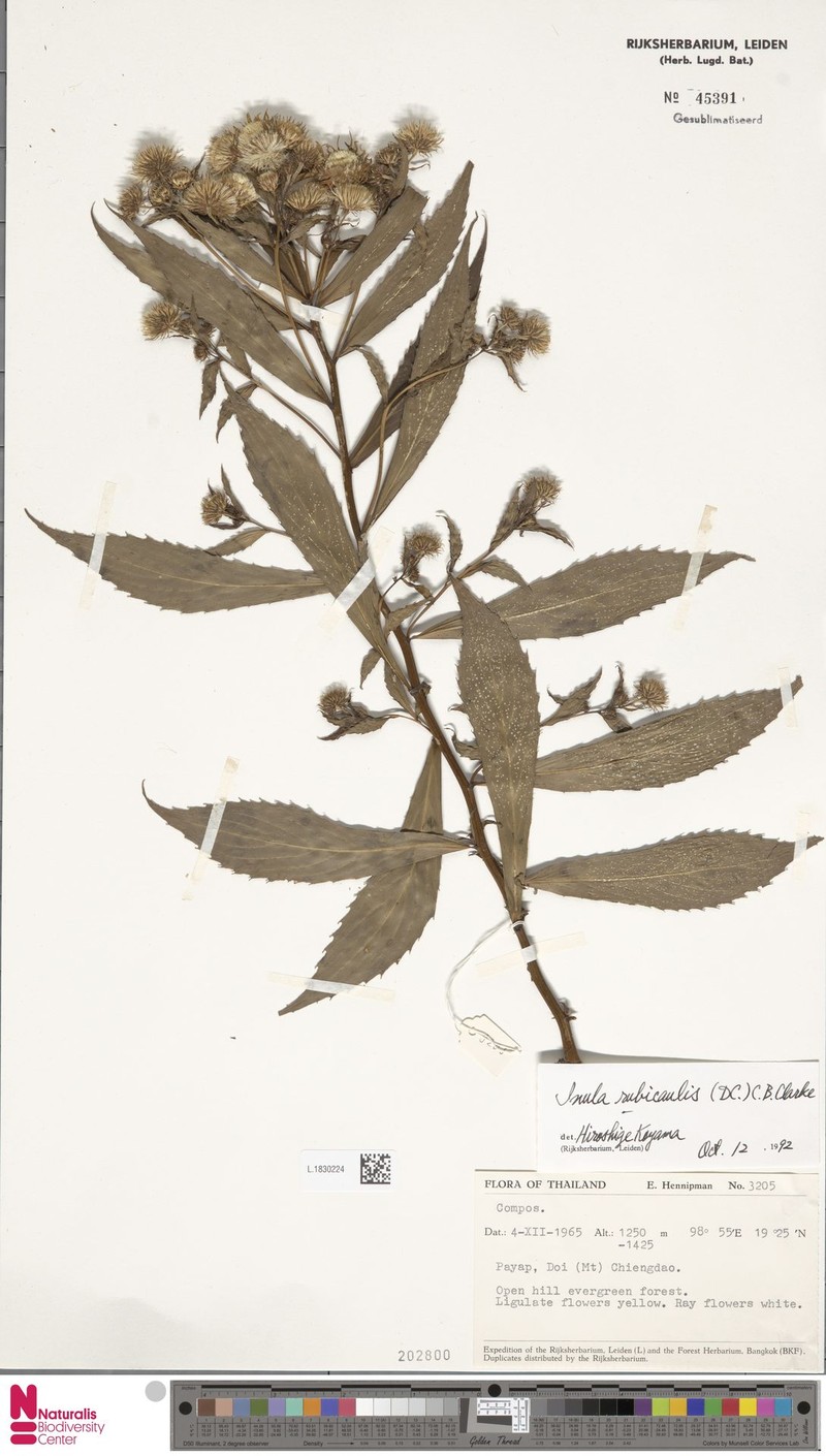 Duhaldea rubricaulis photo 3