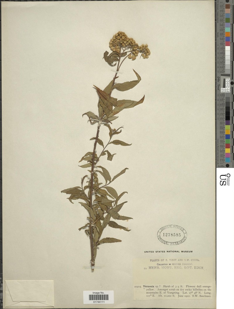 Duhaldea rubricaulis photo 4