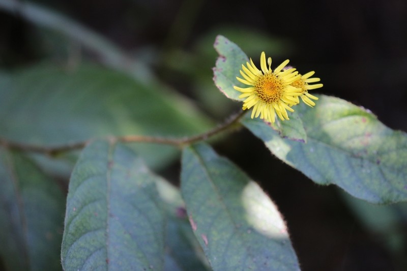 Duhaldea simonsii