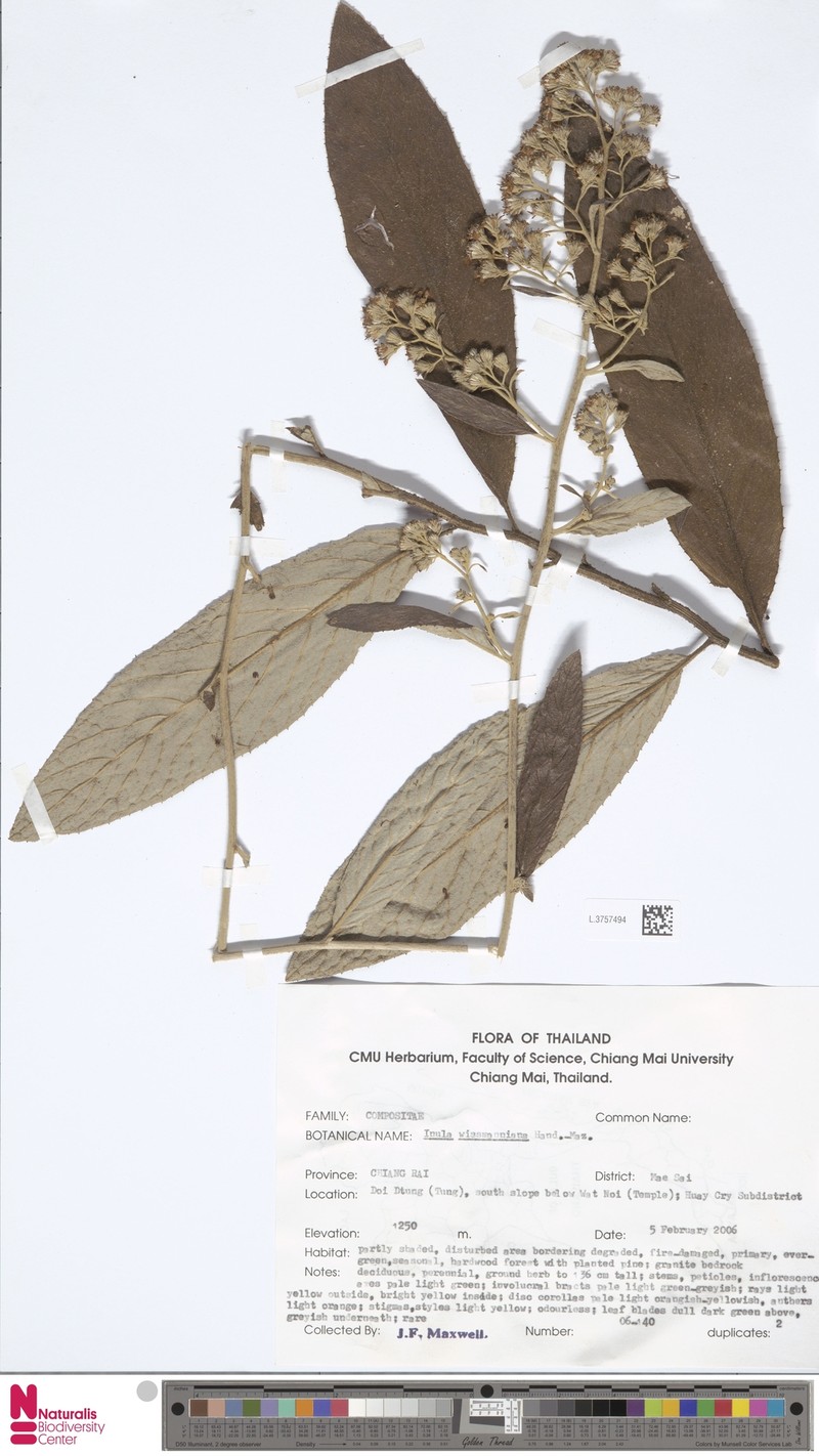 Duhaldea wissmanniana