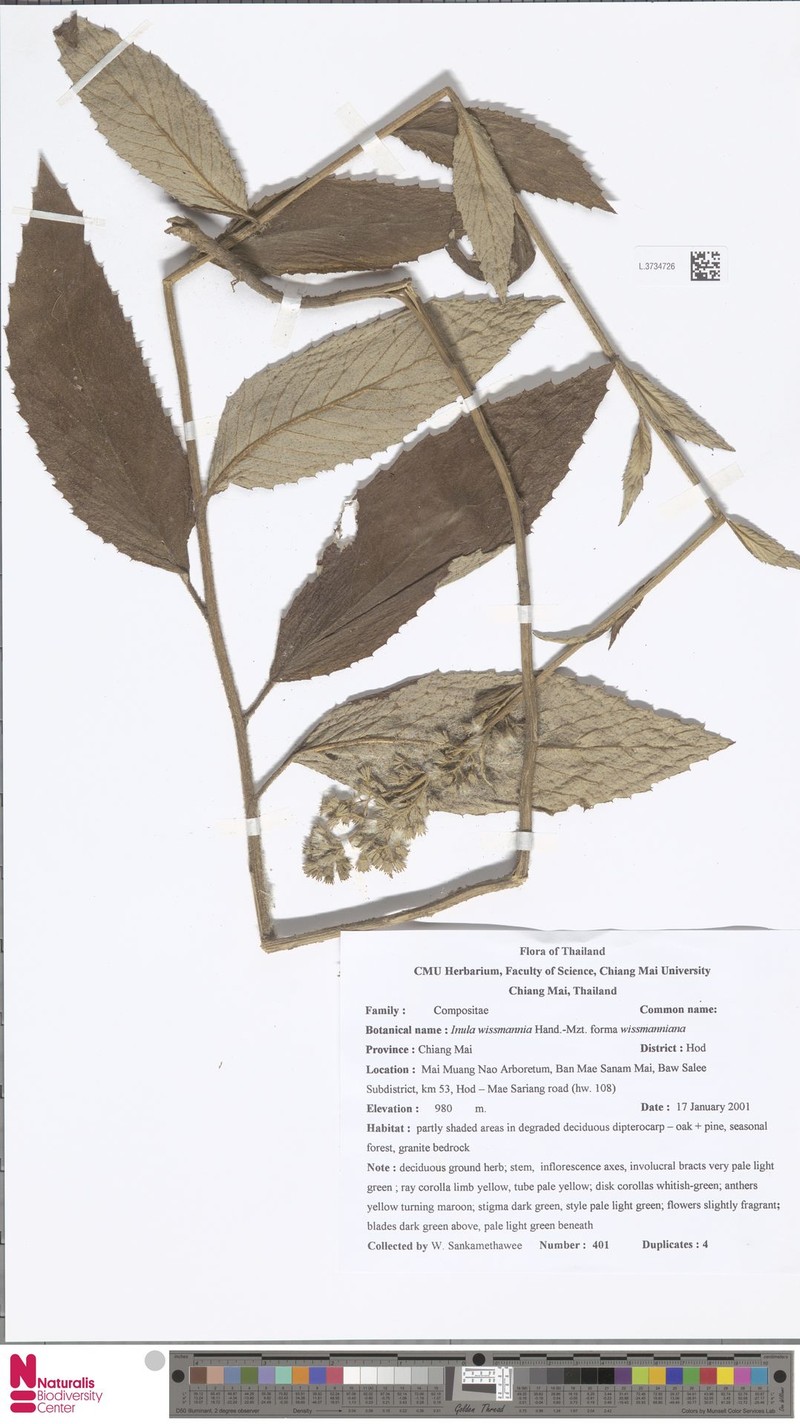 Duhaldea wissmanniana photo 2