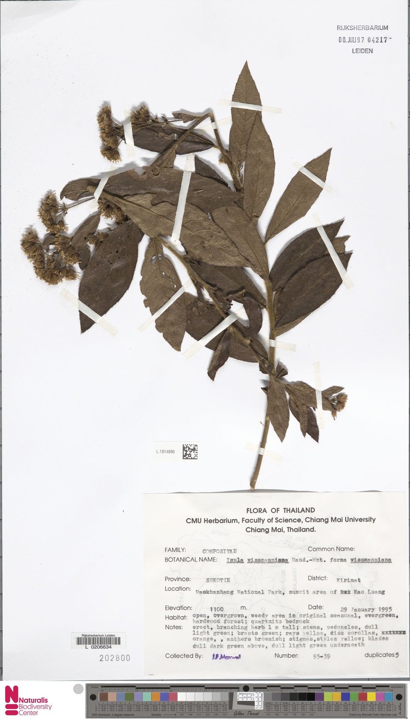 Duhaldea wissmanniana photo 3
