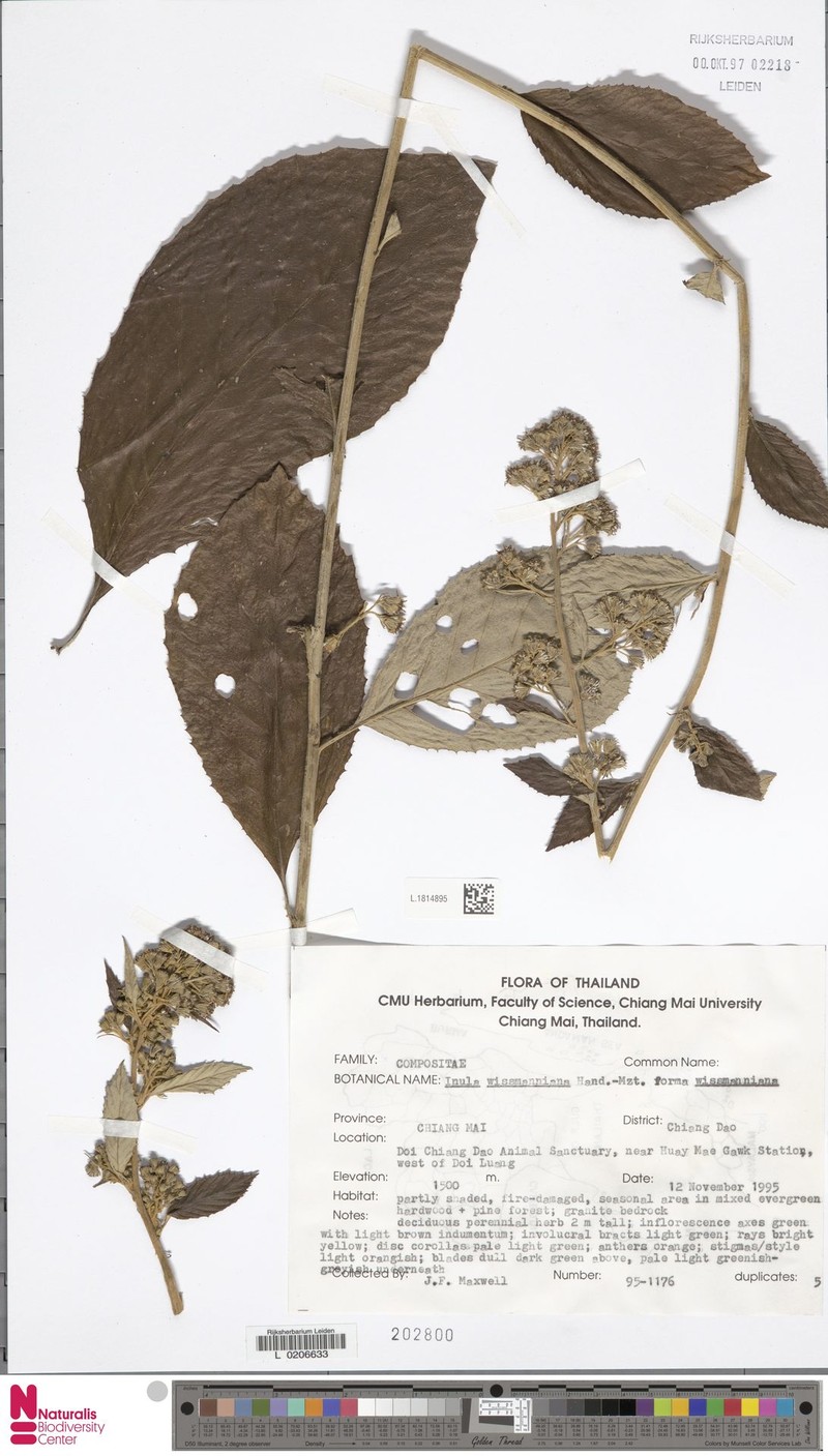 Duhaldea wissmanniana photo 4