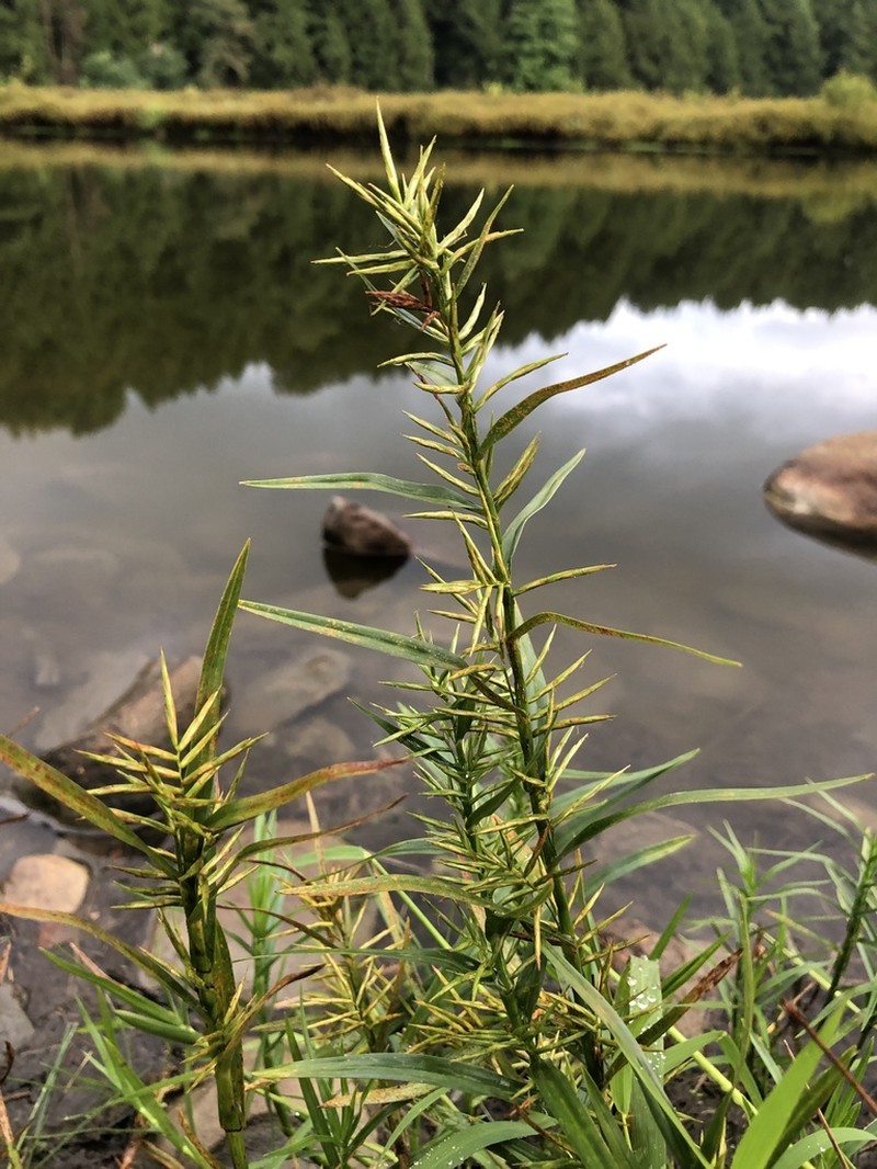 Three-Way Sedge