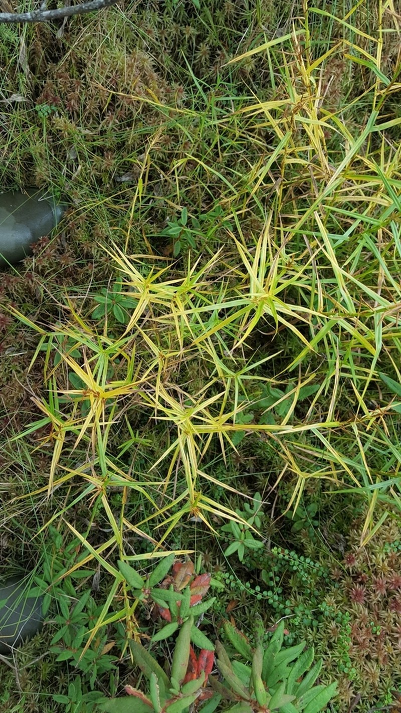 Three-Way Sedge photo 2