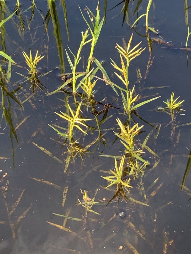 Three-Way Sedge photo 3