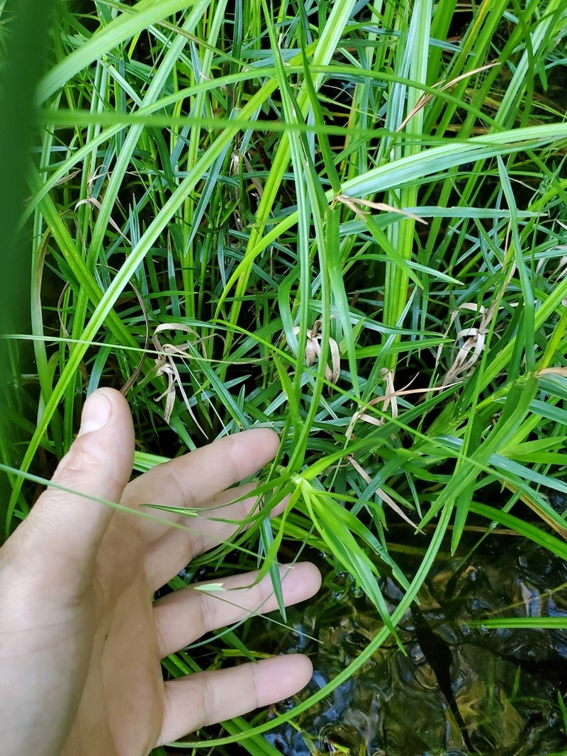 Three-Way Sedge photo 4