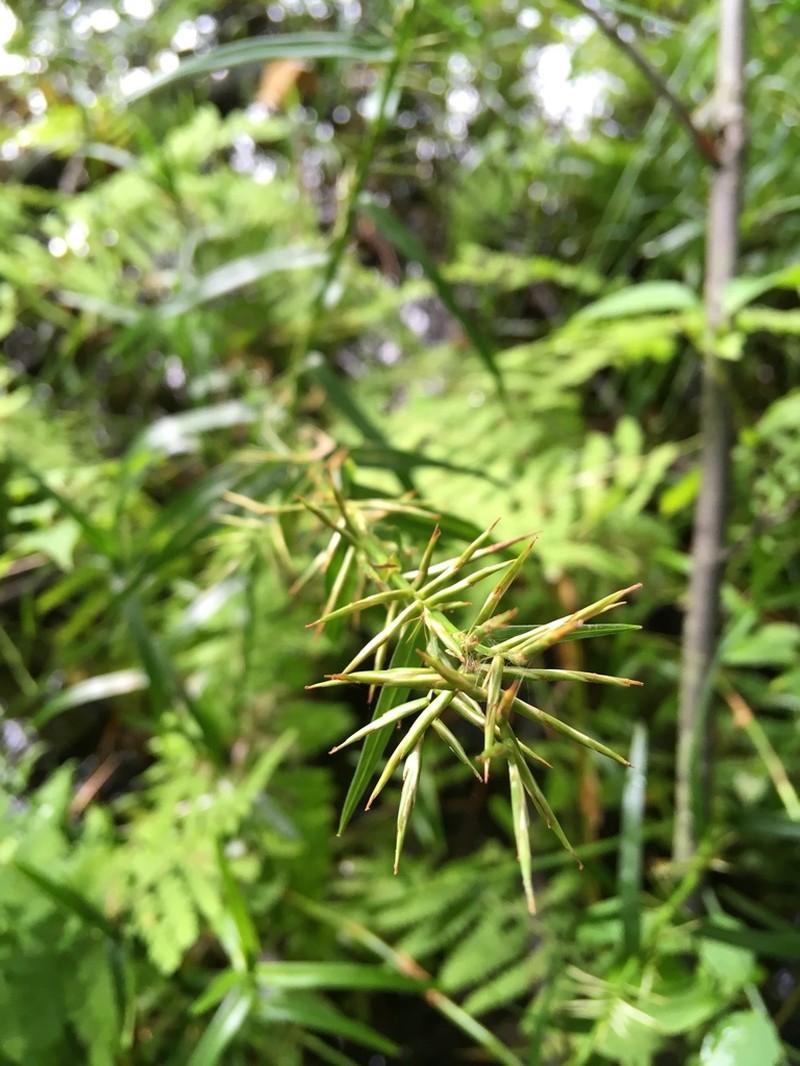 Three-Way Sedge photo 5