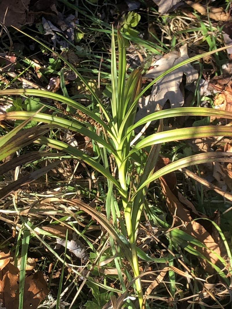 Three-Way Sedge photo 6