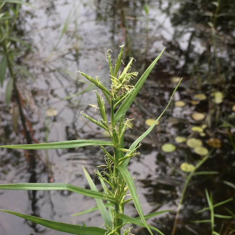 Three-Way Sedge photo 7