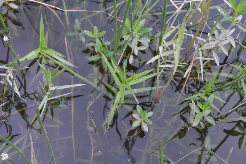 Three-Way Sedge photo 8