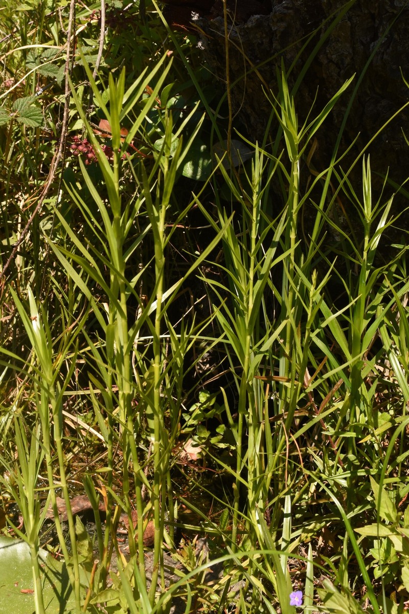 Dulichium arundinaceum var. arundinaceum photo 2